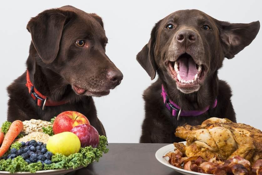 What are Omnivores? | Are dogs Omnivores?